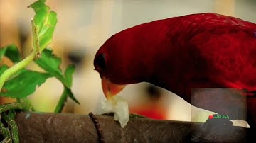 الشيخ وديع اليمني سورة الرحمن كاملة صوت ملائكي ارح قلبك