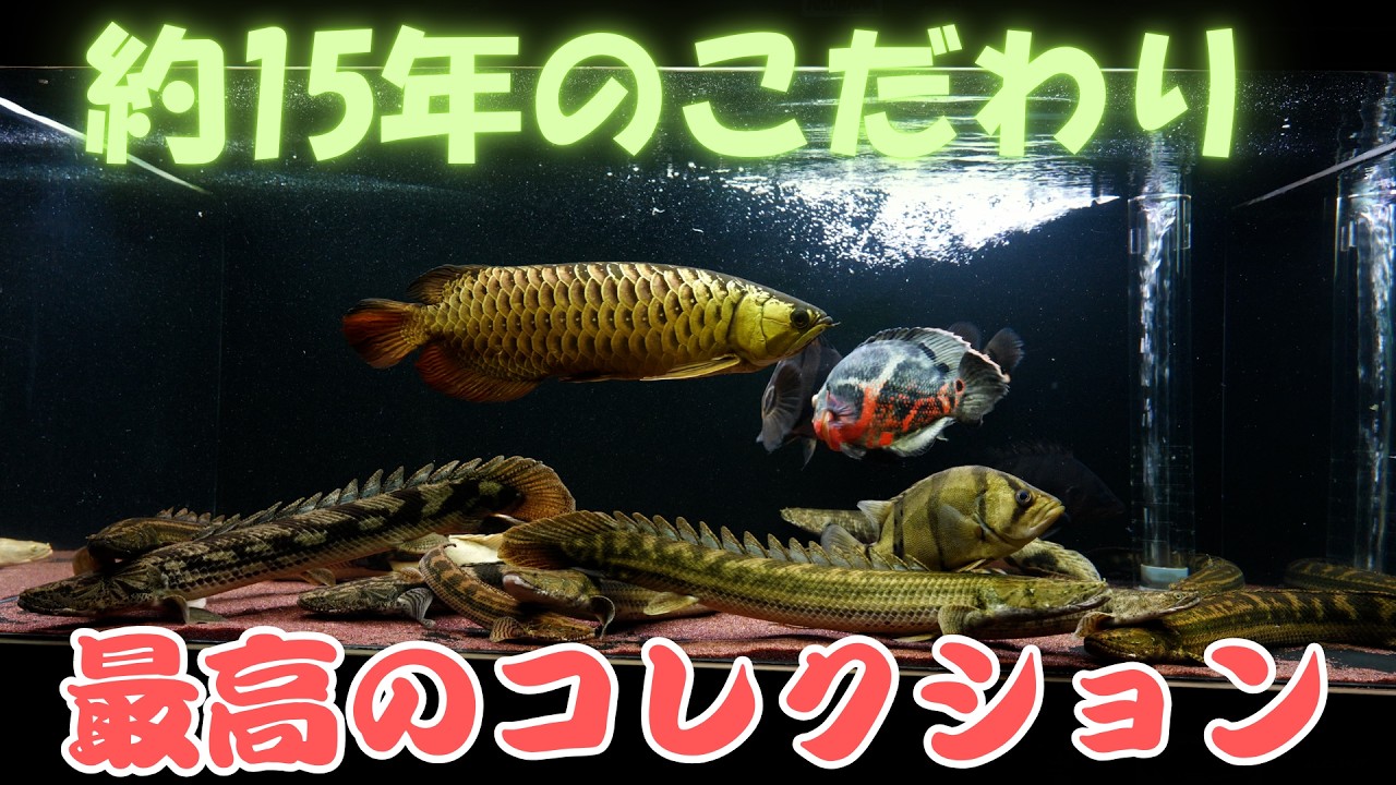 最高のコレクション』ってかコレクションて最高!アロワナ 最高のコレクション』ってかコレクションて最高!アロワナ