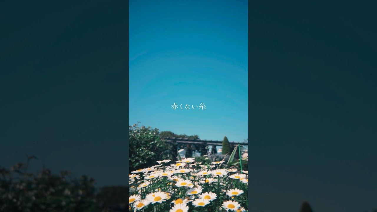 お互い何にも知らない時期を、恋と呼べばいい。 #miolly #newmusic #オリジナル曲 #originalmusic #失恋