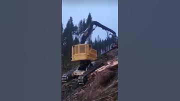Forestry Empire - Tigercat Processor - Harvesting Trees - Oregon Life #logging #forestry #shorts