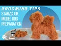 Starzclub Model Dog and Model Dog head preparation | Grooming Tips - TRANSGROOM