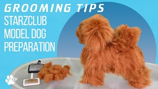 Starzclub Model Dog and Model Dog head preparation | Grooming Tips - TRANSGROOM