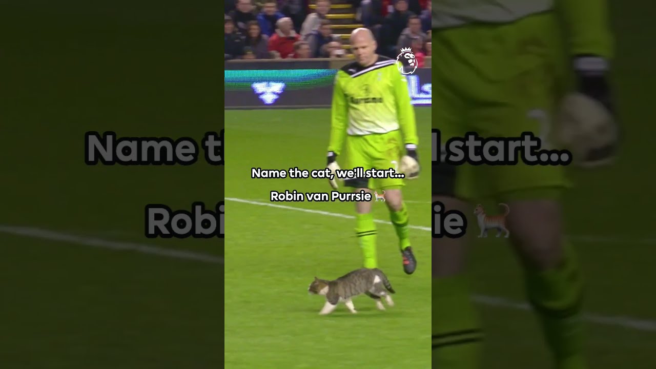 Introducing Robin van Purrsie 🐈