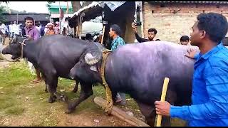Muku Mahato Kara Lorai Lawjora