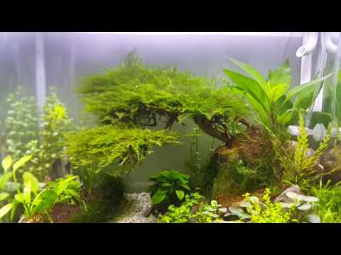 Video Bí quyết trộn CO2 cho hồ thuỷ sinh cực kỳ hiệu quả! - youtube