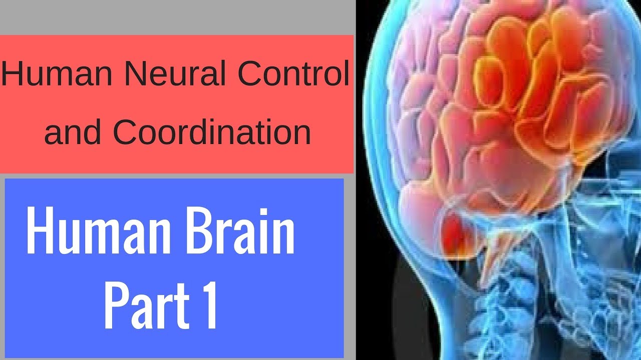 The Controller of Humans The Brain