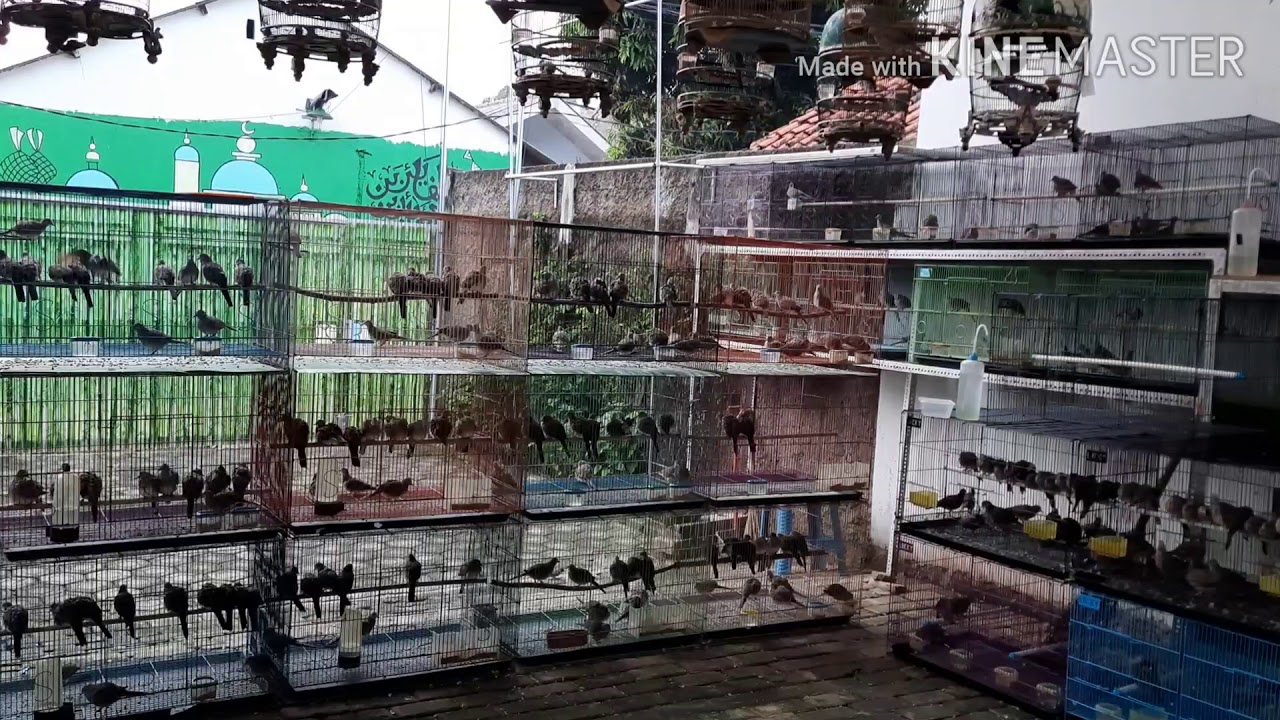 Grebek Pagi Perkutut Bangkok Telaga Warna, Muantullll Guys!!!!!