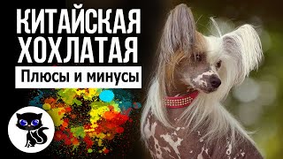 ✔ Китайская хохлатая собака плюсы и минусы.  Стоит ли заводить эту породу?