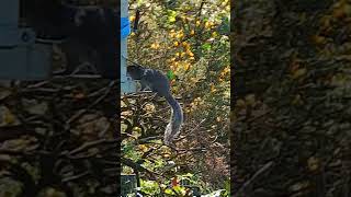 Grey squirrel pest control with the new Hikmicro Alpex Pro.#pestcontrol #hikmicro