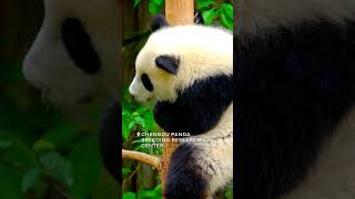 Time For Chengdu