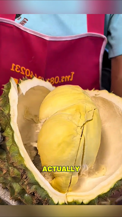 Harvesting durian fruit.