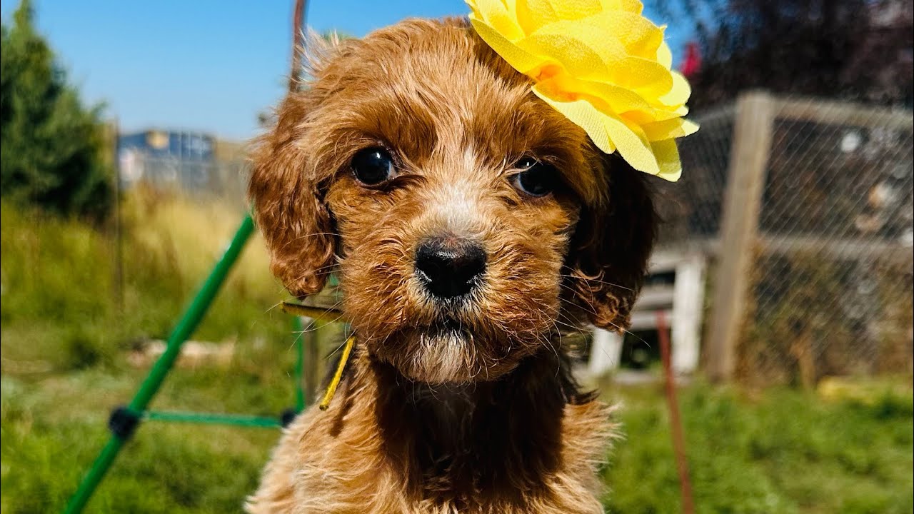 Sugar Temperament Test (Standard Goldendoodle) YouTube