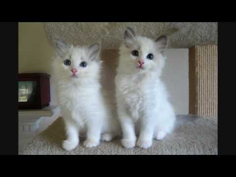 Blue Bicolor Ragdoll Kittens - 9 Weeks Old