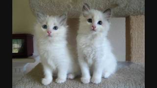 Blue Bicolor Ragdoll Kittens  9 Weeks Old