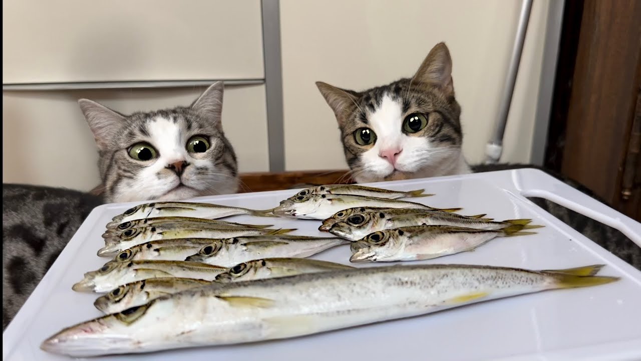 猫に釣った魚を見せたら目の色が激変した！ - YouTube
