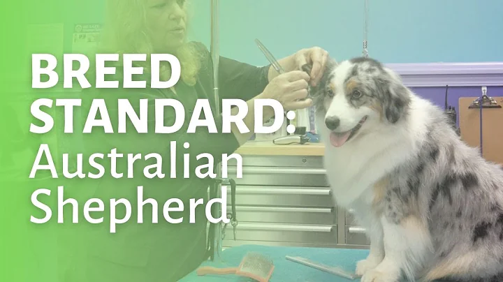 How to Groom an Australian Shepherd