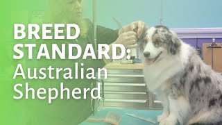 How to Groom an Australian Shepherd