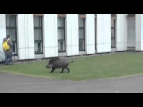 Wildschwein jagt Studenten an der Uni Gießen