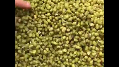 Các hạt đỗ xanh nhà Min Min - 0963333200