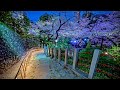 Japan northern tokyo cherry blossoms illumination walk  latest dji rs 4 test  4kr