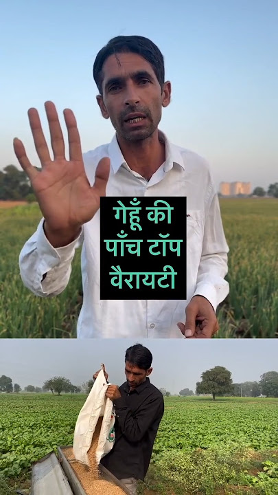 गेहूं की 5 टॉप वैरायटी gehun ki 5 top variety