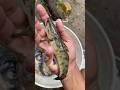 All of my pet fishes😍🥰| They Are Beautiful ❤️
