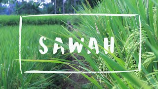 Video cinematik sawah | kuningan jawa barat