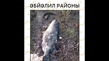 В одном из районов Башкирии жители обнаружили массовую гибель рыбы