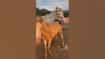 Em có cặp mẹ con pha lai mời các bác tham khảo ạ