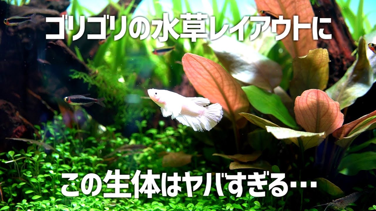 Is this a heresy? Introducing a forbidden creature into a 60cm