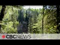 Canadas boreal forest is transforming due to climate change