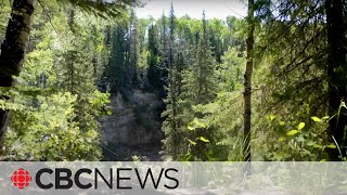 Canada's boreal forest is transforming due to climate change
