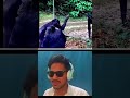 Funny Pet Scene 😂 | Mirror Shock | Viral Meme Reaction #shorts