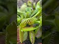 Venus fly trap eating, flytrap bug eater plant!!🦖