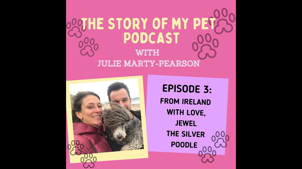 From Ireland with Love, Jewel the Silver Poodle | The Story of My Pet