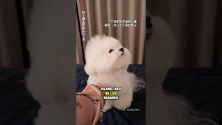 Download Lagu Anjing ngambek itu langsung luluh dengan apa yang dilakukan Pemiliknya MP3 Download Lagu Anjing ngambek itu langsung luluh dengan apa yang dilakukan Pemiliknya MP3