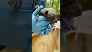 Endangered red wolf puppies born at North Carolina Zoo