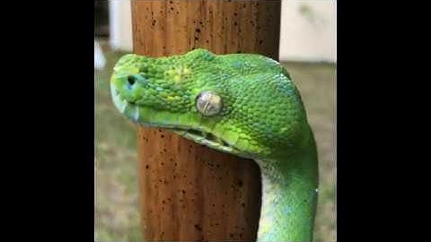 Green Tree Pythons climbing on a coat rack - Part 2