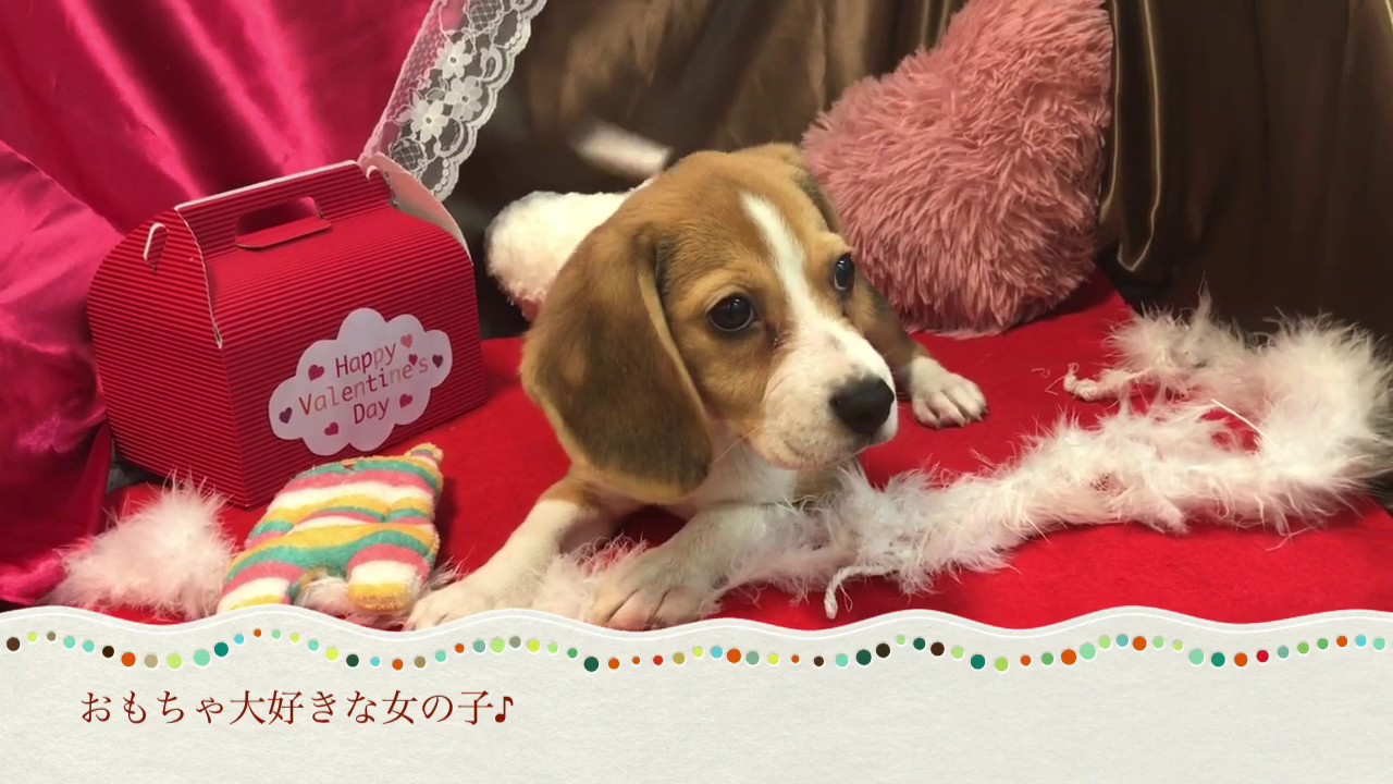 ビーグル スヌーピーのモデル犬 人懐っこい女の子 Youtube