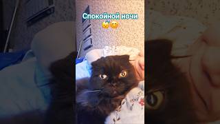 Добрых снов💚😊 #cat #милыеживотные #кошечки #смешныеживотные #котики