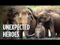 Using Dozens Of Elephants To Save Rhinos