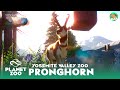 Yosemite Valley Zoo - Pronghorn Panorama - Planet Zoo Sandbox