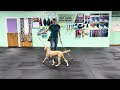 Kugel - Toys to Build Skills/Behaviors, Take it &amp; Drop it/Give/Out (Not a Leave it)