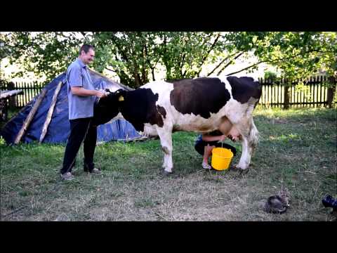 Wideo: Jak Doić Krowę