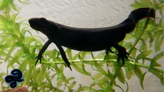 Chinese Fire Bellied Newt Eating Worms