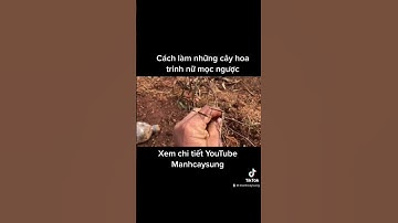 Trồng cây hoa trinh nữ bonsai mọc ngược