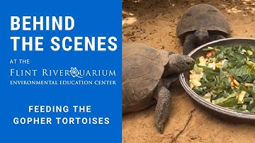 Behind the Scenes: Feeding the Gopher Tortoises