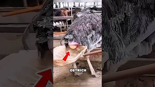 This Woman Saved an Ostrich Egg and Hatched It with Love #shorts