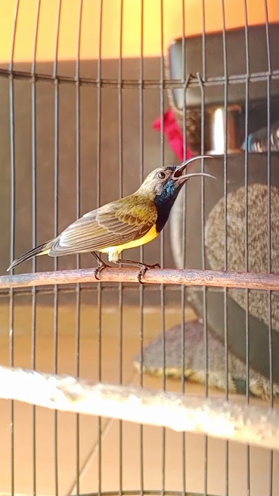 sogon isian mewah #pancingansogokotong #sogongacorngobra #shorts