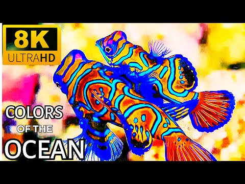 Deep Ocean 8K